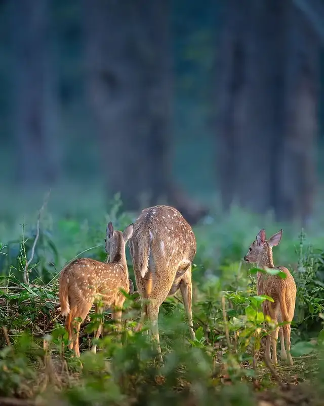 Jim Corbett travel visual