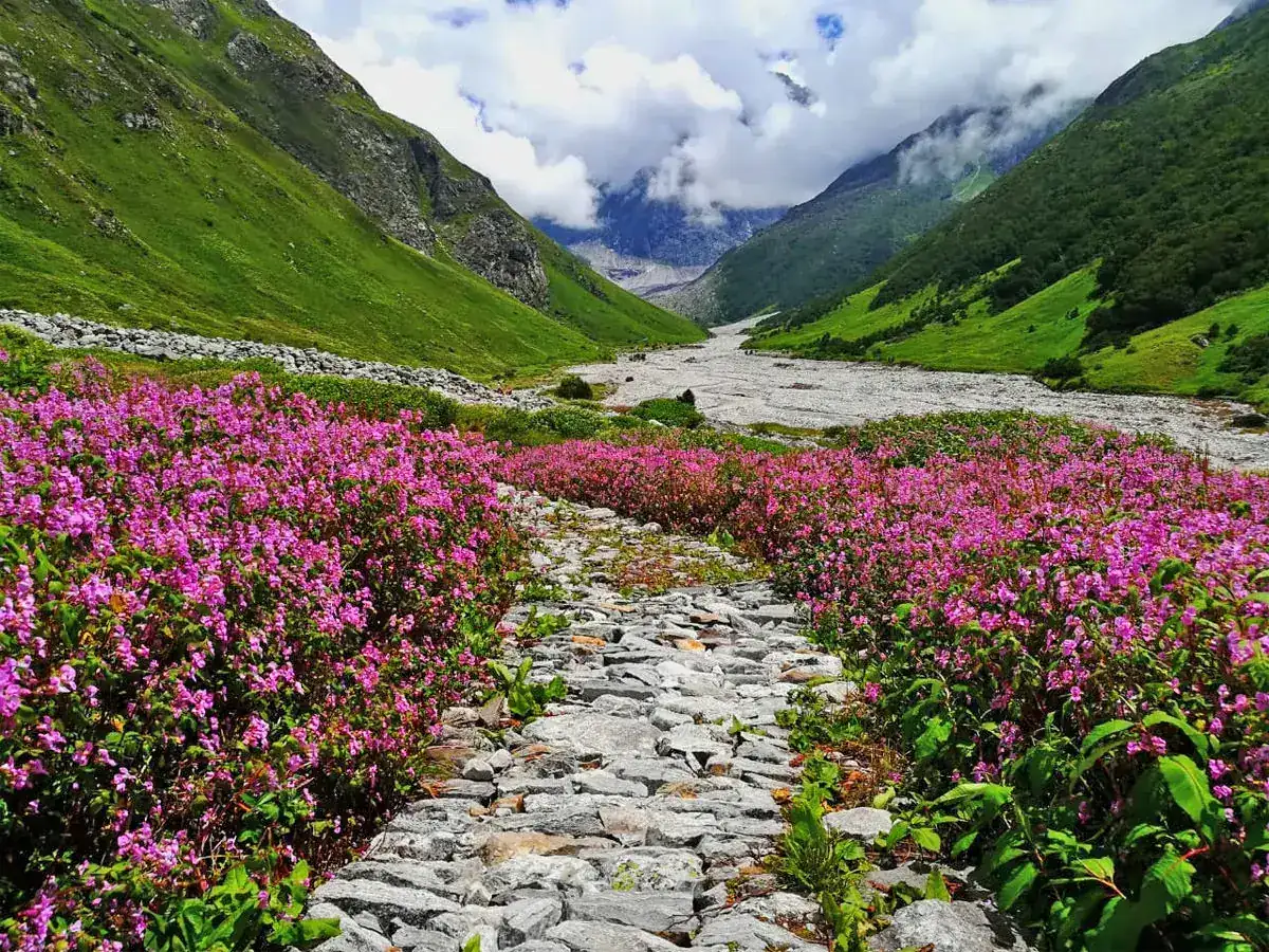 Valley of Flowers visual